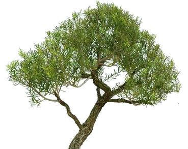 Arbol del te Arbol del te