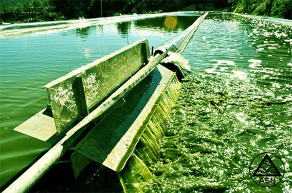 piscinas de espirulina