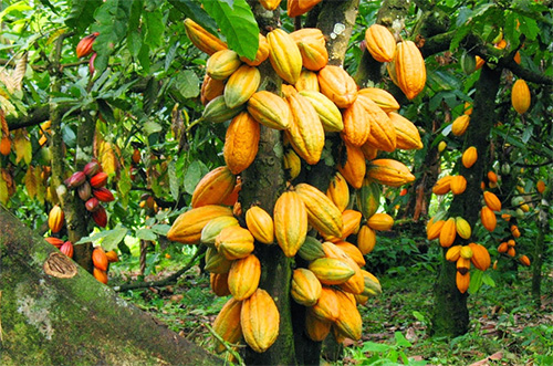 Arbol del cacao