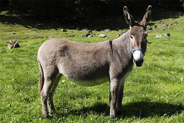 Burra en el campo