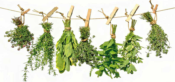 Plantas medicinales secandose