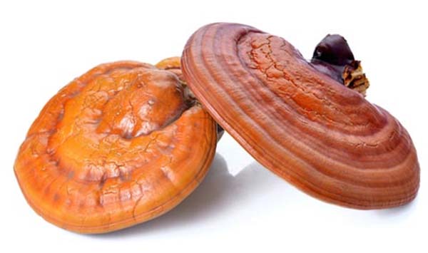 hongos reishi