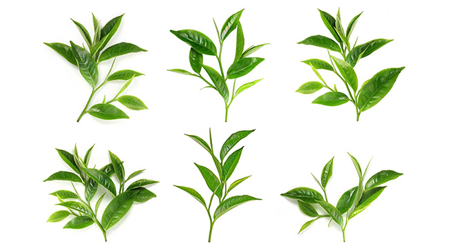 Plantas de té verde