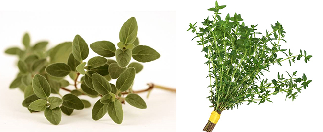 Infusion oregano para tos